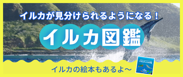 イルカが見分けられるようになる！「イルカ図鑑」イルカの絵本もあるよ～