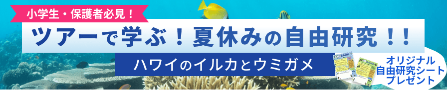 ツアーで学ぶ!夏休みの自由研究!!ハワイのイルカとウミガメ オリジナル自由研究シートプレゼント